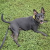 Bella - Photo 2