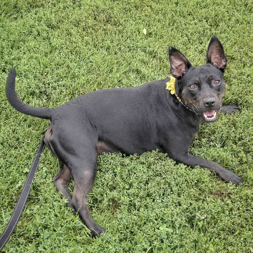 BELLA - American Staffordshire Terrier / English Bulldog available for adoption