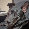 Bella - Photo 1