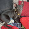 Bella - Photo 6