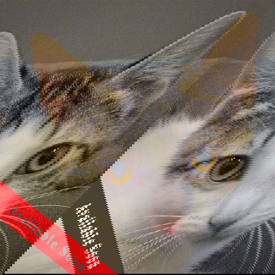 adoptable Cat in Huntley, IL named Marie