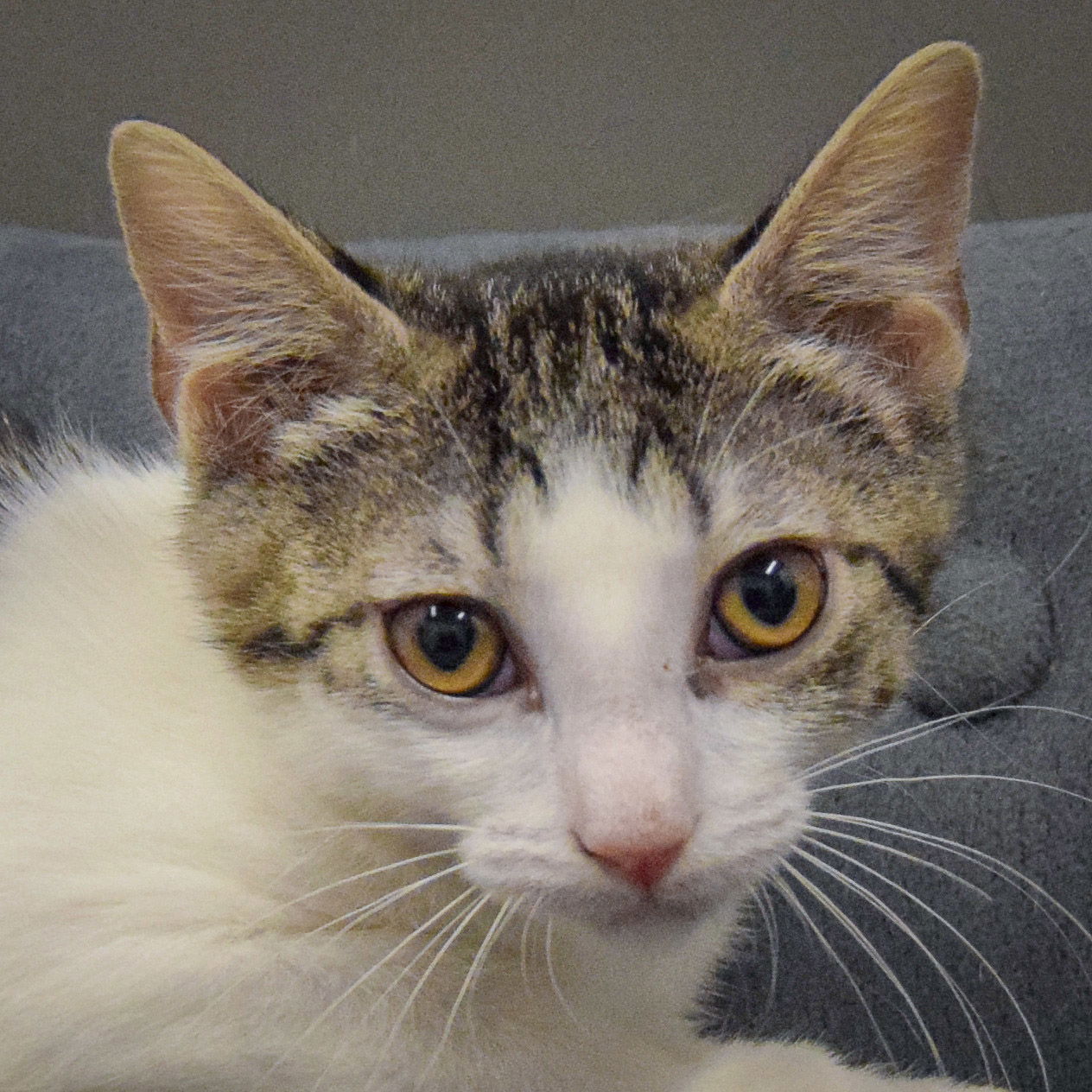 adoptable Cat in Huntley, IL named Marie