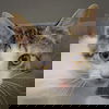 adoptable Cat in huntley, IL named Marie