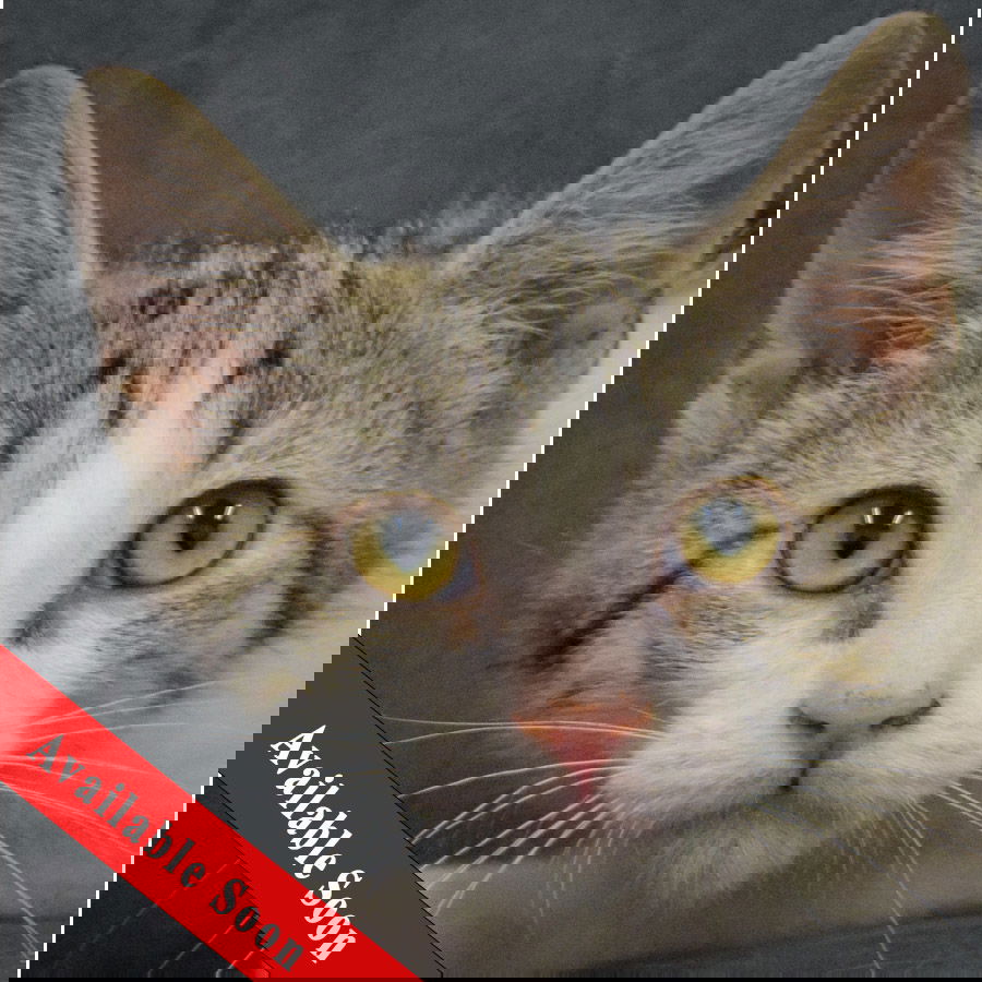 adoptable Cat in Huntley, IL named Pippin