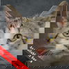 adoptable Cat in  named Pippin