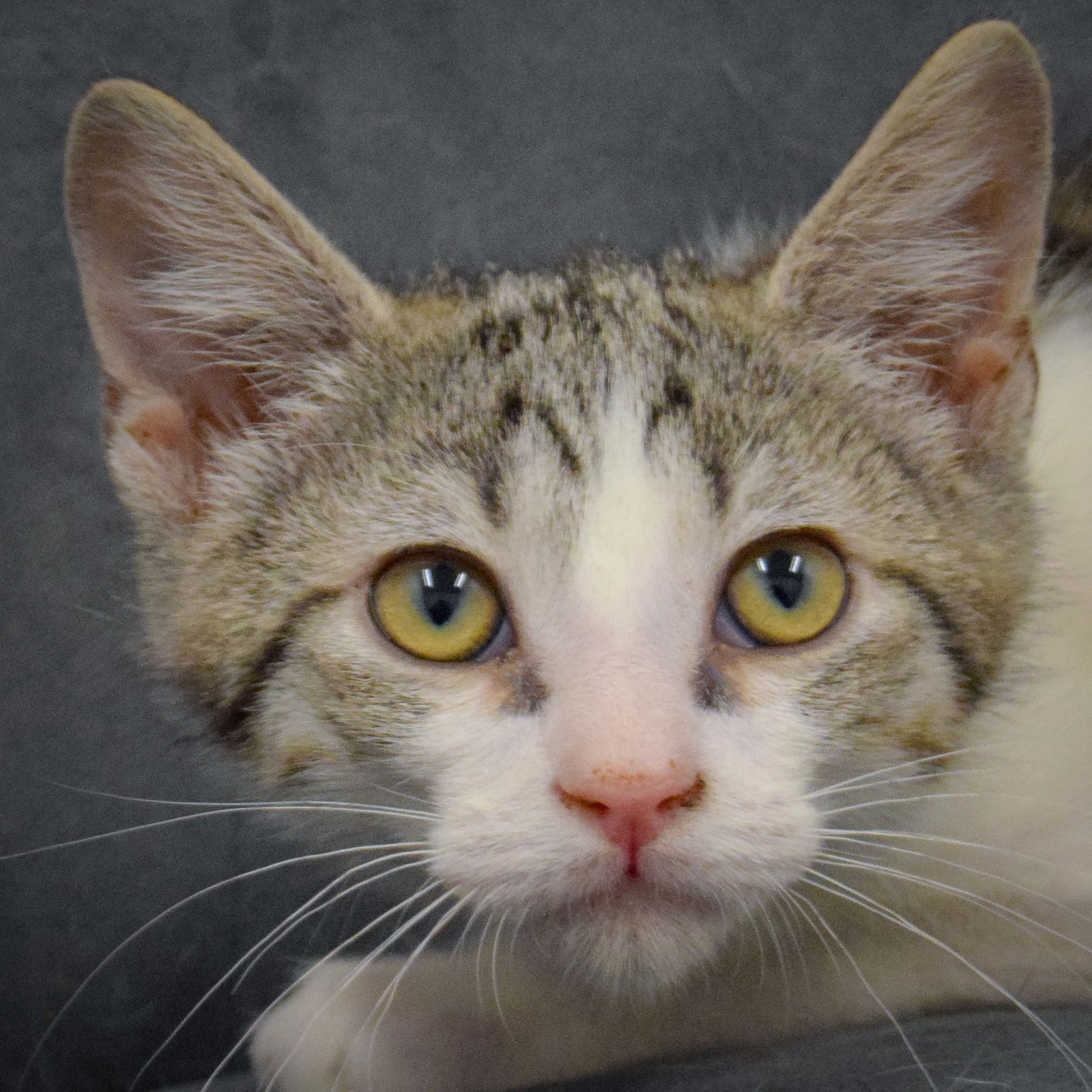 adoptable Cat in Huntley, IL named Pippin