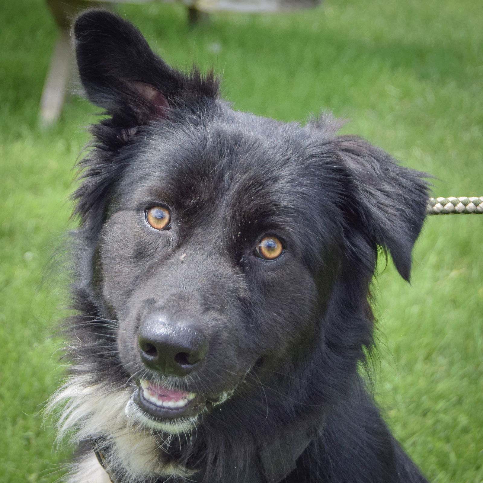 adoptable Dog in Huntley, IL named Gator