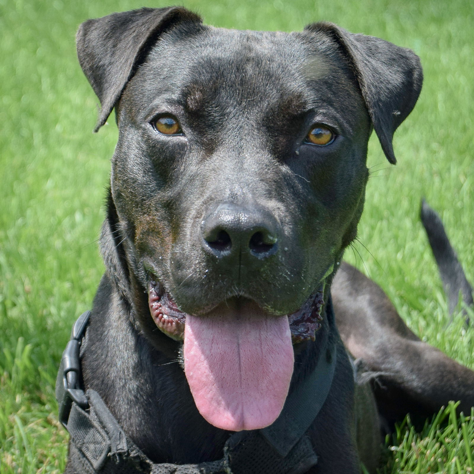 adoptable Dog in Huntley, IL named Rodeo
