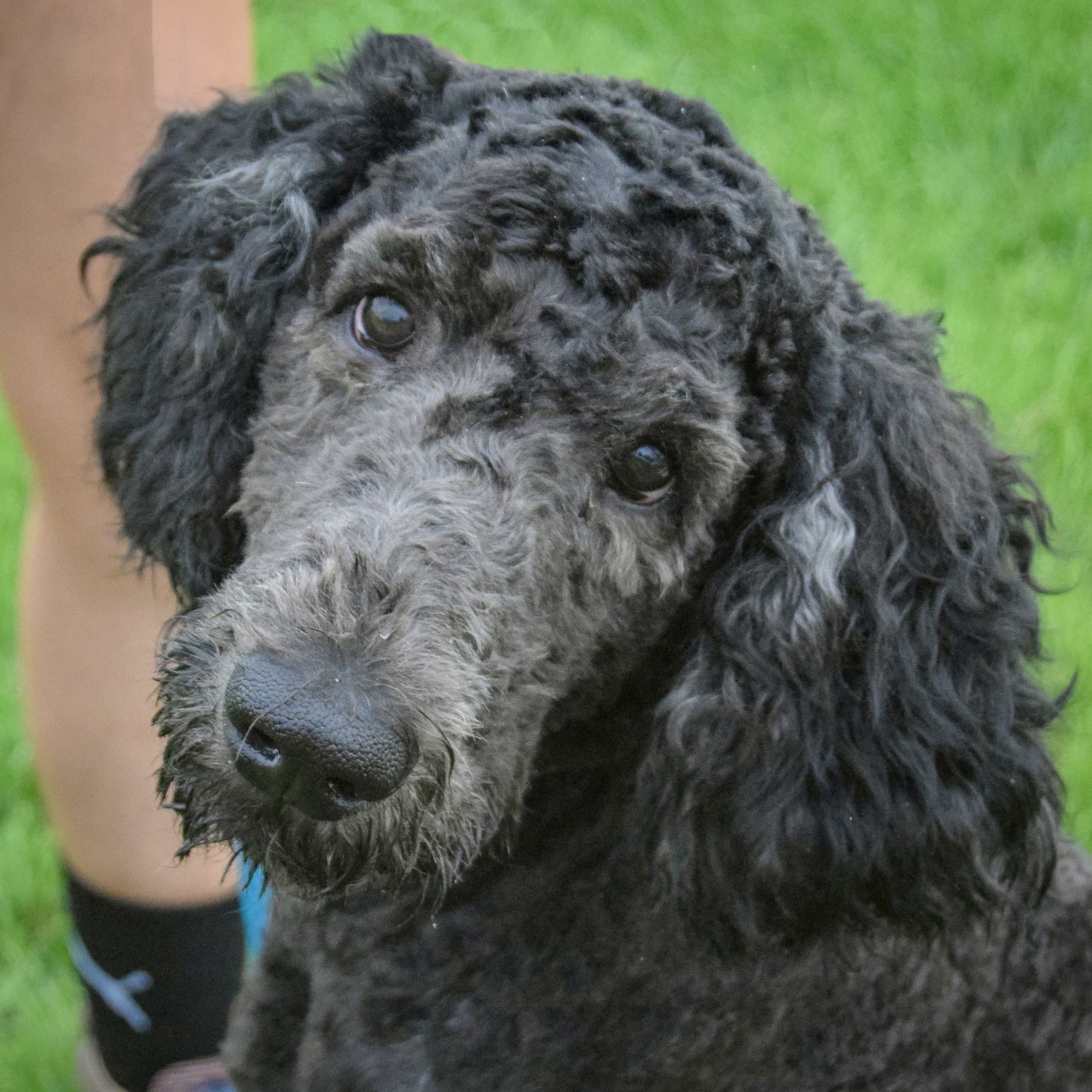 adoptable Dog in Huntley, IL named Homer