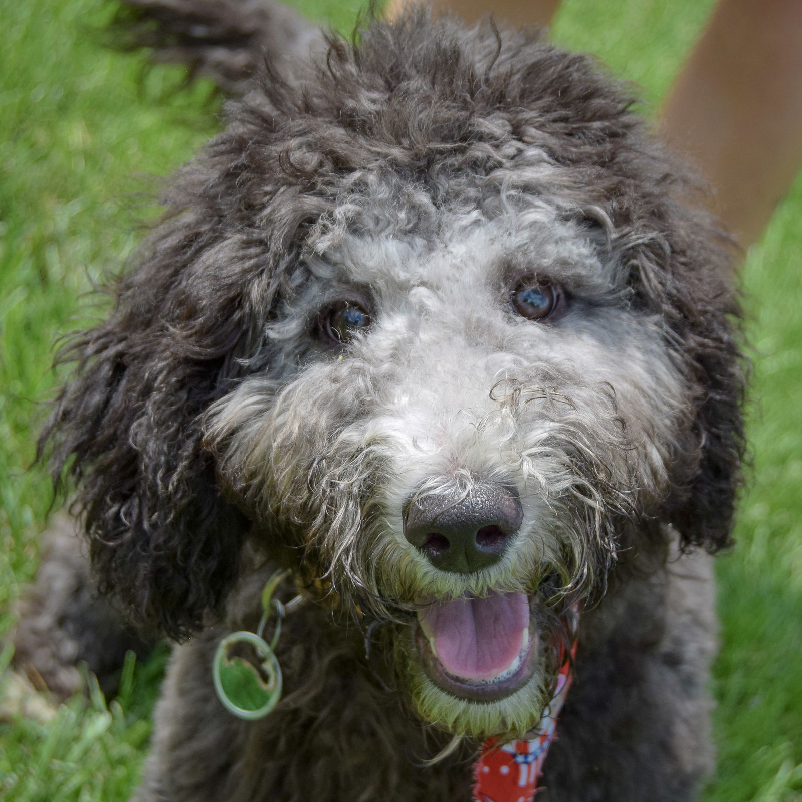 adoptable Dog in Huntley, IL named Jessie