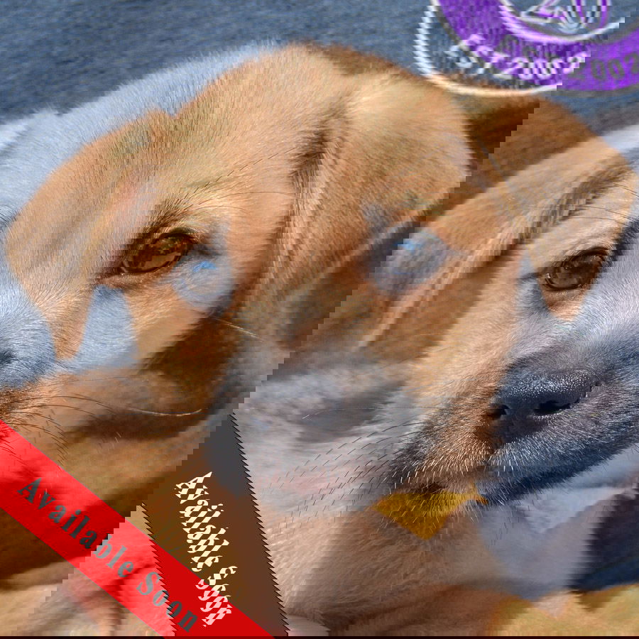 adoptable Dog in Huntley, IL named JoJo