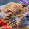 adoptable Dog in huntley, IL named JoJo