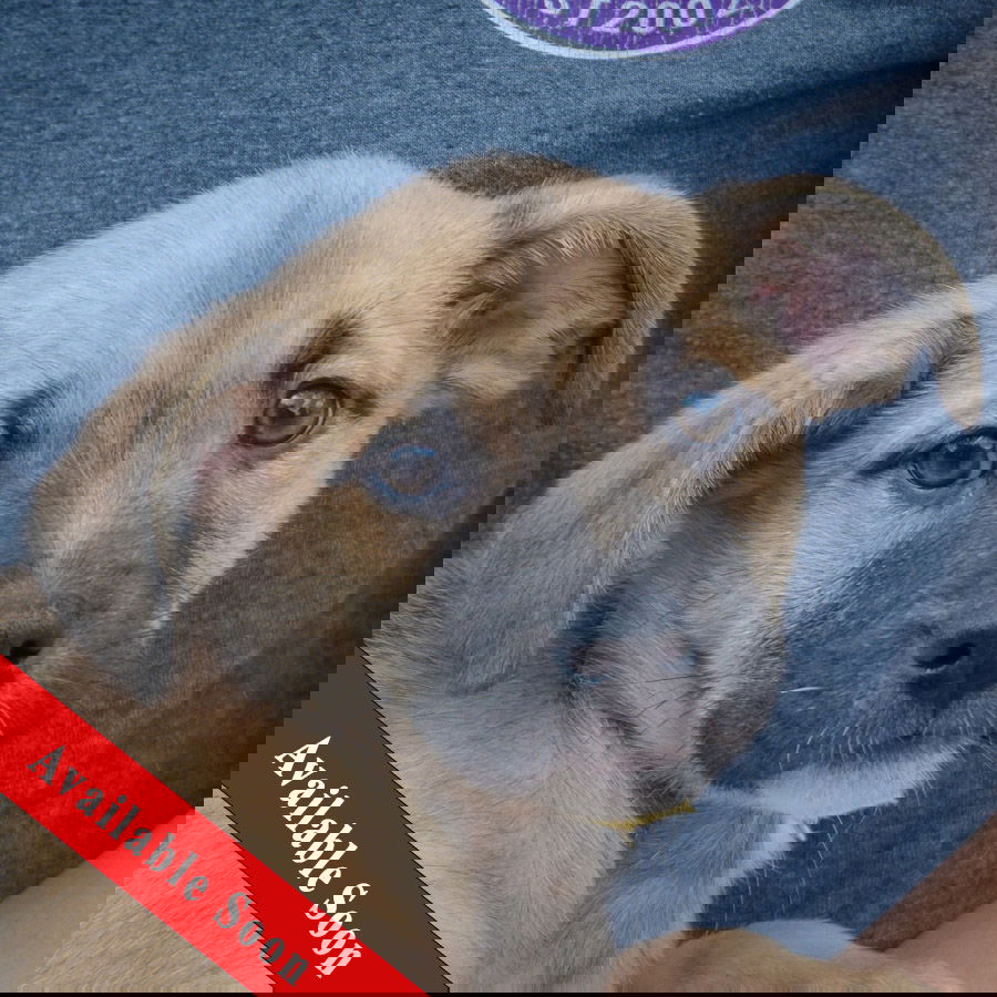 adoptable Dog in Huntley, IL named Tip