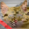 adoptable Cat in  named Coal