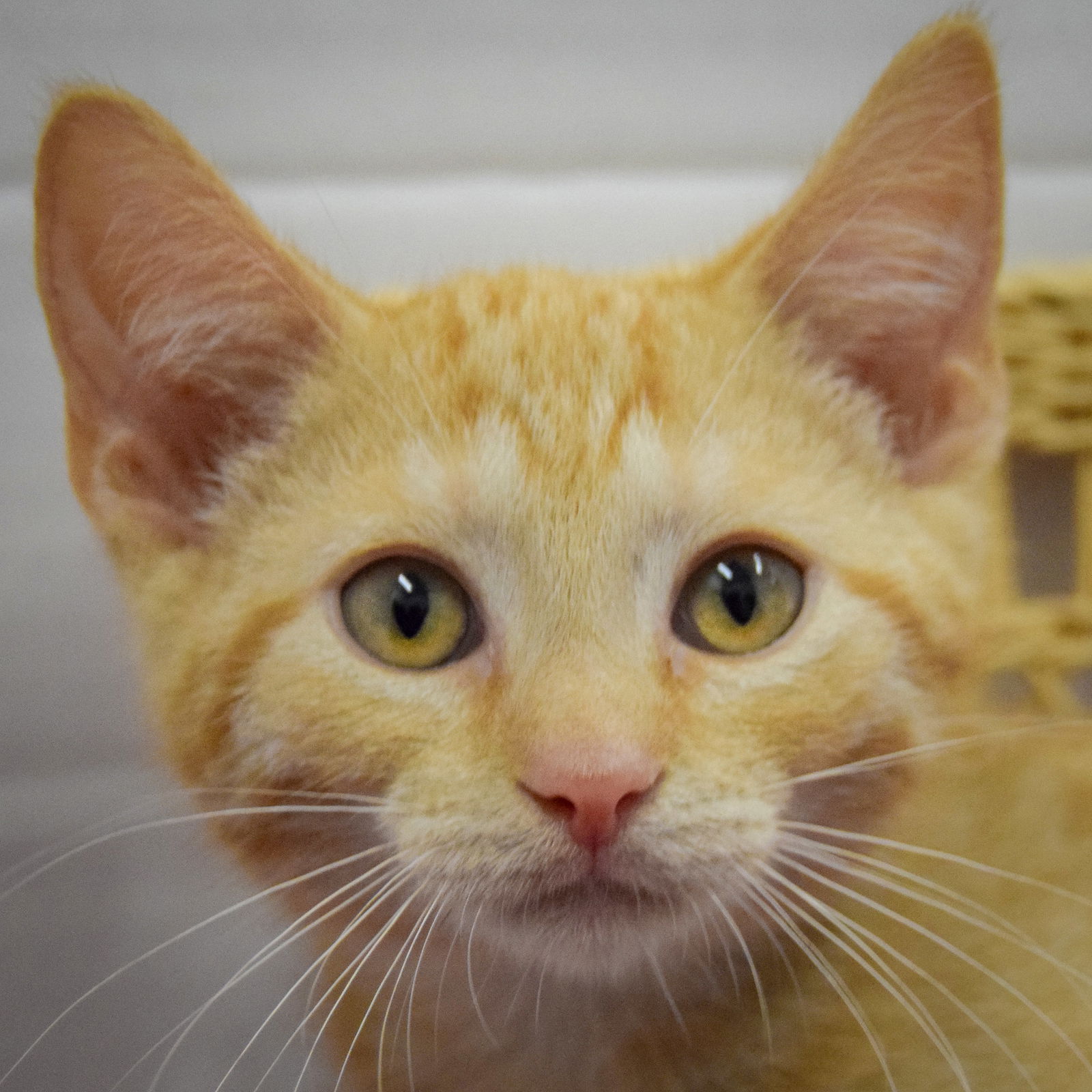 adoptable Cat in Huntley, IL named Coal