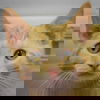 adoptable Cat in Huntley, IL named Coal