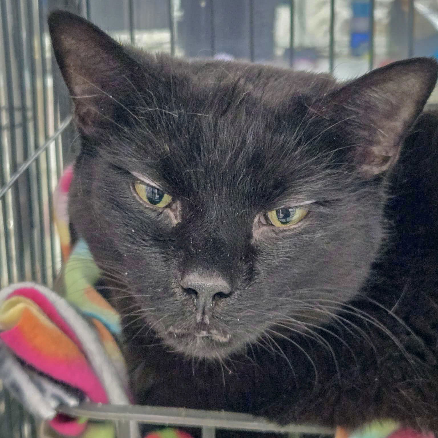 adoptable Cat in Huntley, IL named Mercy