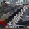 adoptable Cat in  named Mercy