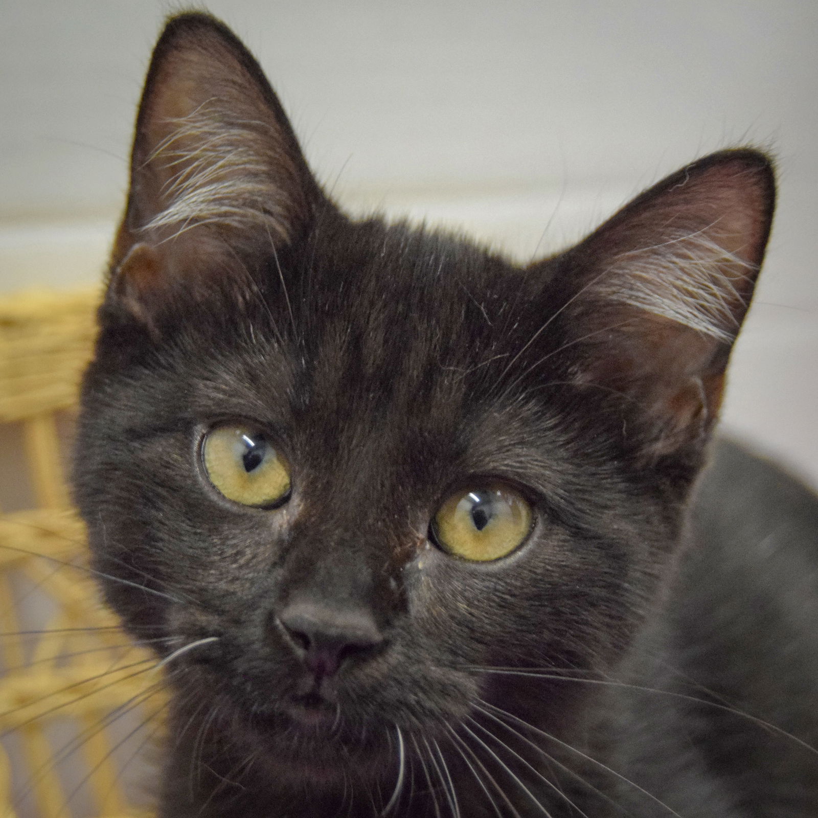 adoptable Cat in Huntley, IL named Hazel