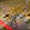 adoptable Cat in  named Lavendar