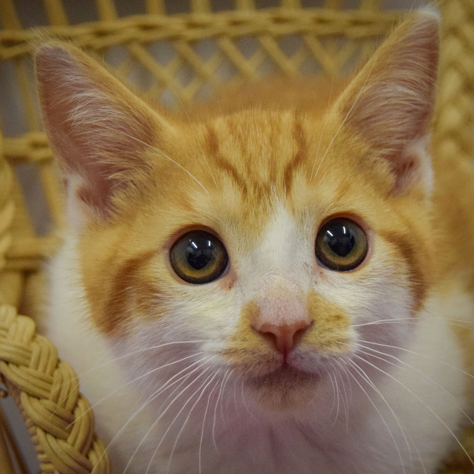 adoptable Cat in Huntley, IL named Lavender