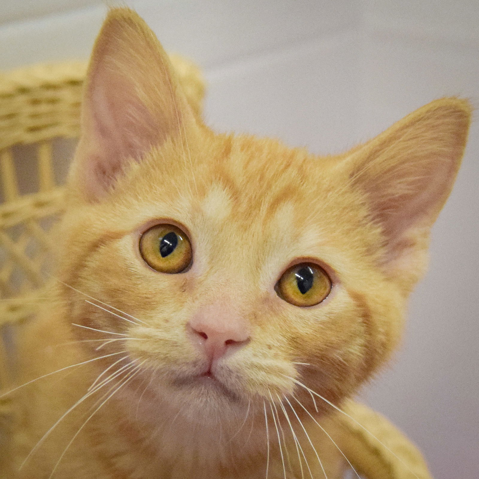 adoptable Cat in Huntley, IL named Lilac