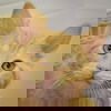 adoptable Cat in huntley, IL named Lilac