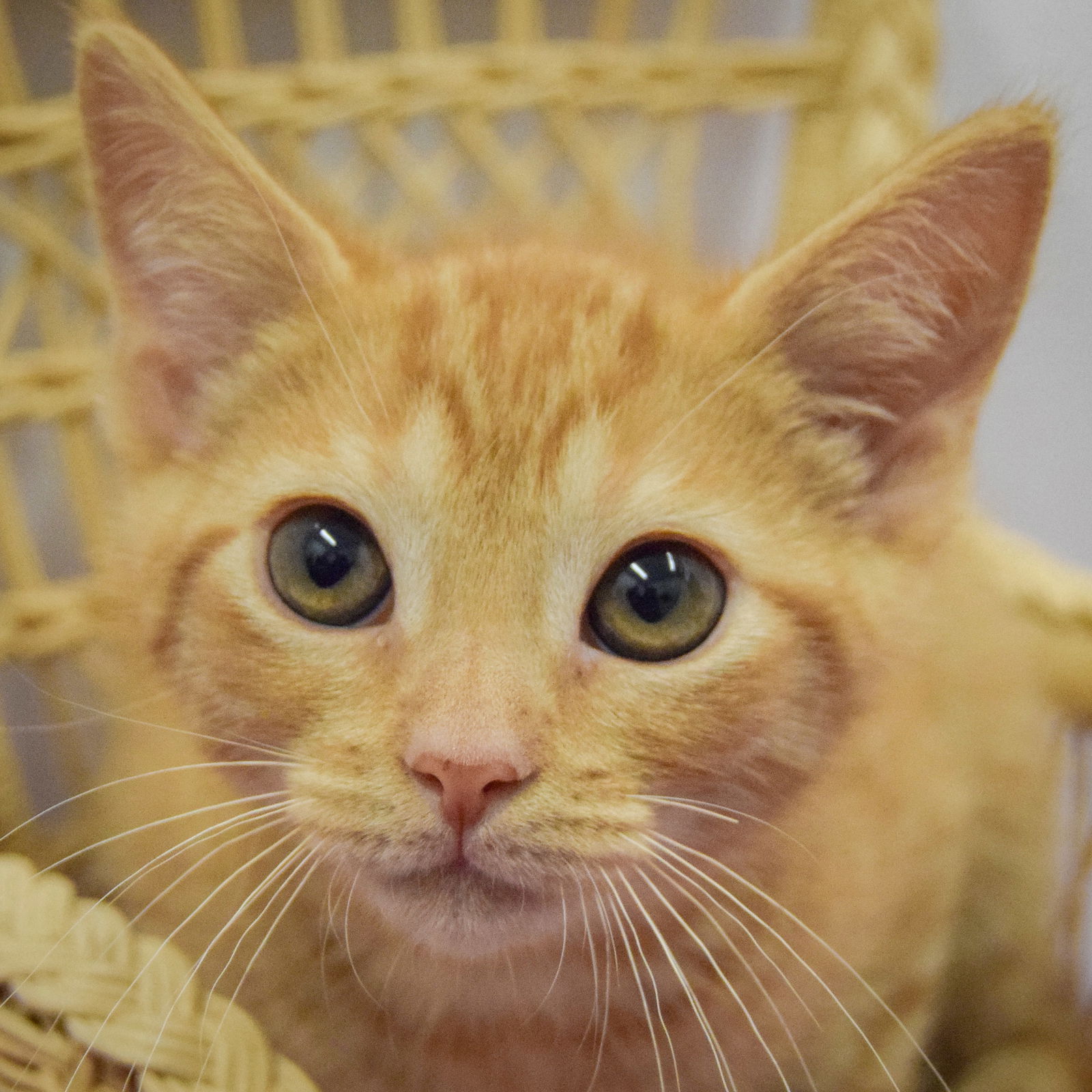 adoptable Cat in Huntley, IL named Onyx