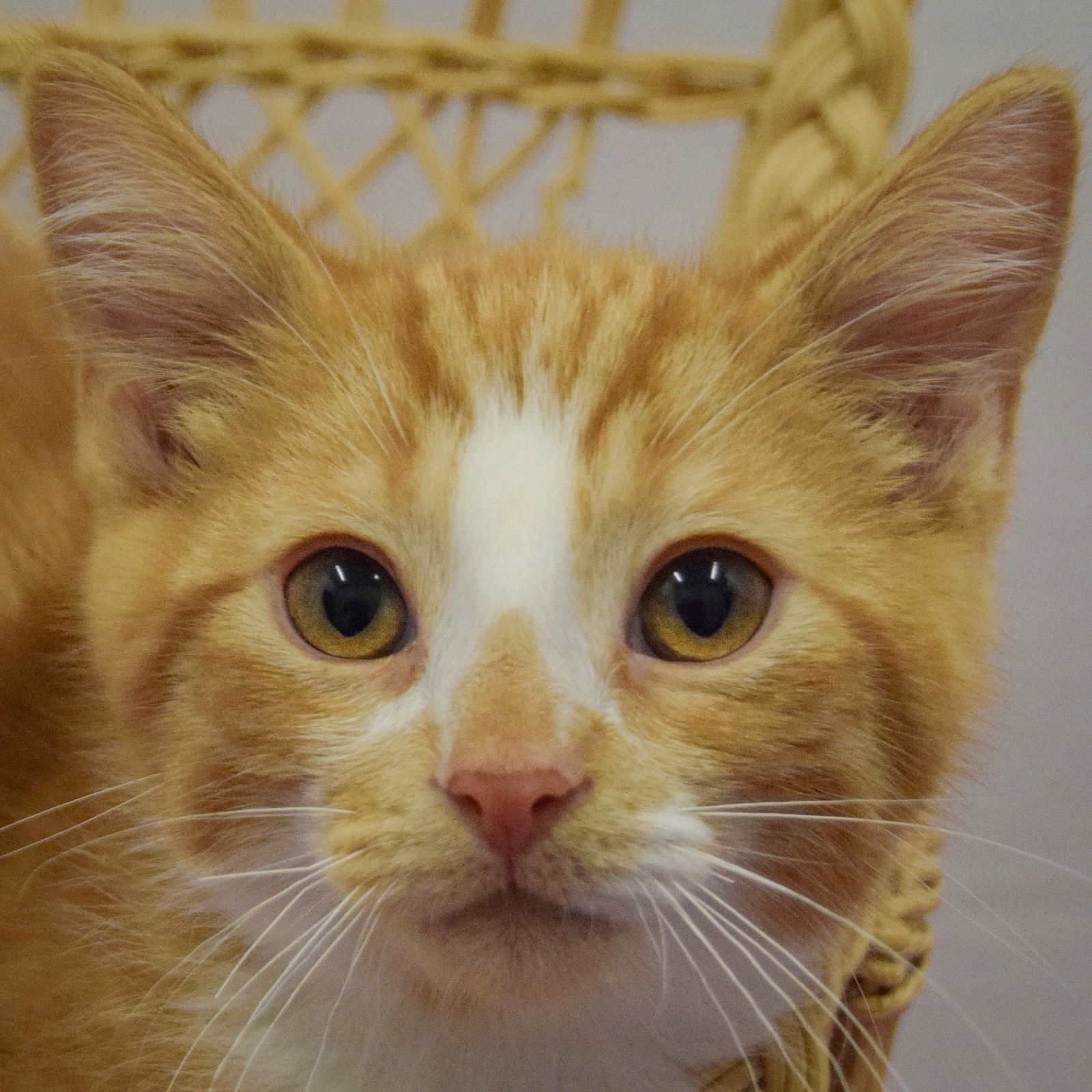 adoptable Cat in Huntley, IL named Rusty