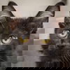adoptable Cat in  named Shadow