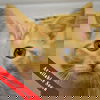adoptable Cat in  named Sienna