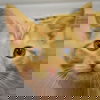 adoptable Cat in  named Sienna