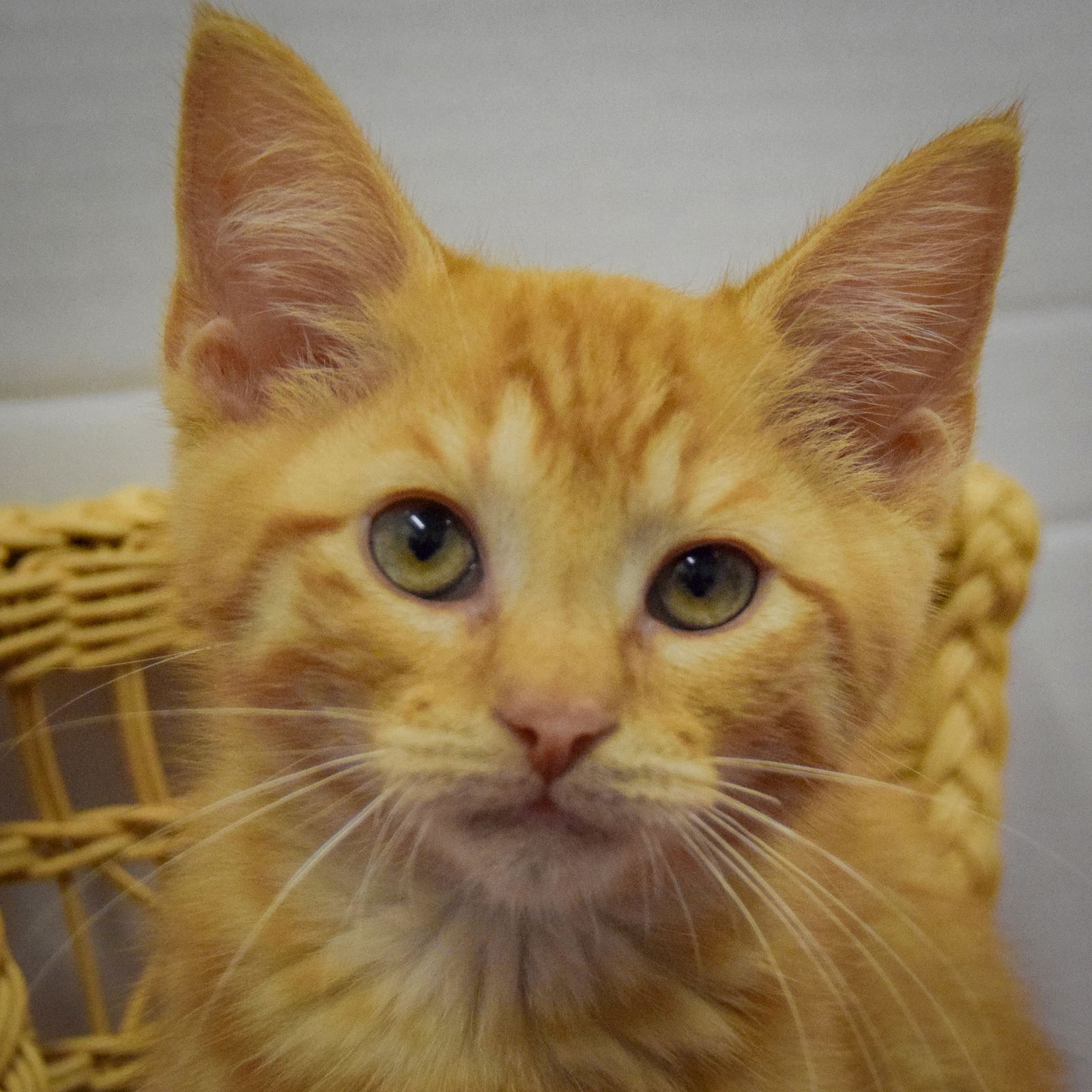 adoptable Cat in Huntley, IL named Silver