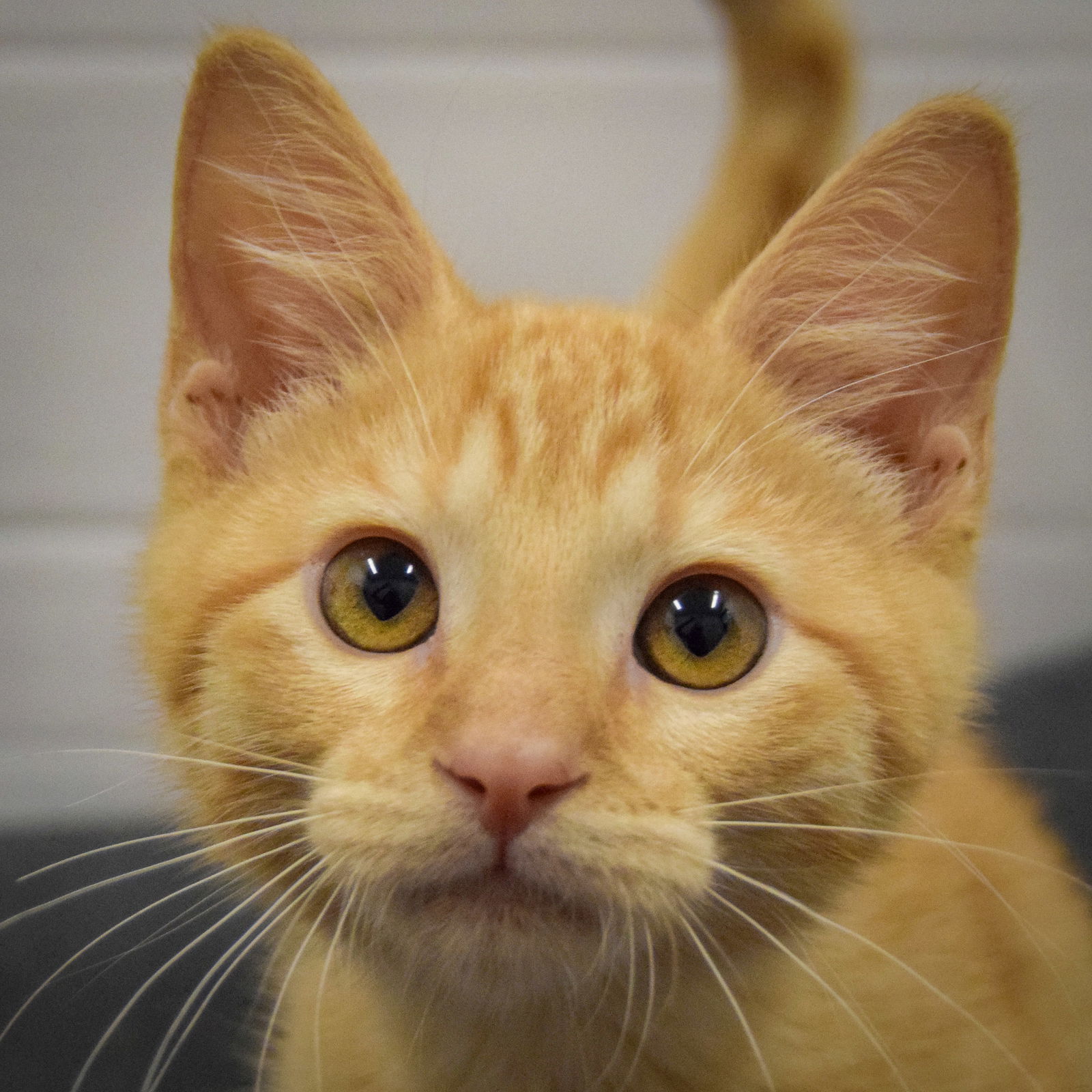 adoptable Cat in Huntley, IL named Slate