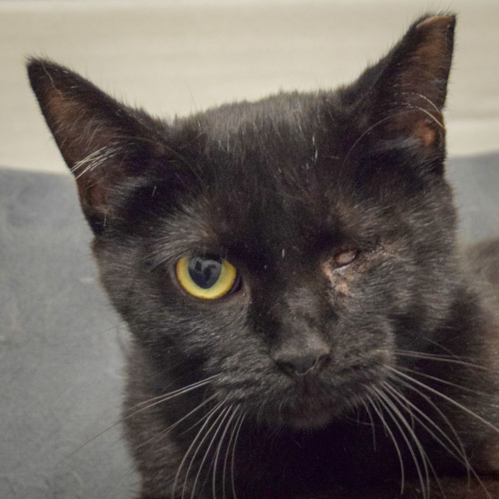 adoptable Cat in Huntley, IL named Ash