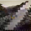 adoptable Cat in  named Ash