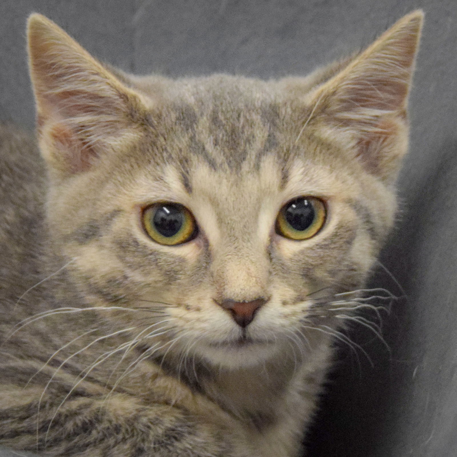 adoptable Cat in Huntley, IL named Donna