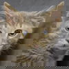 adoptable Cat in  named Donna