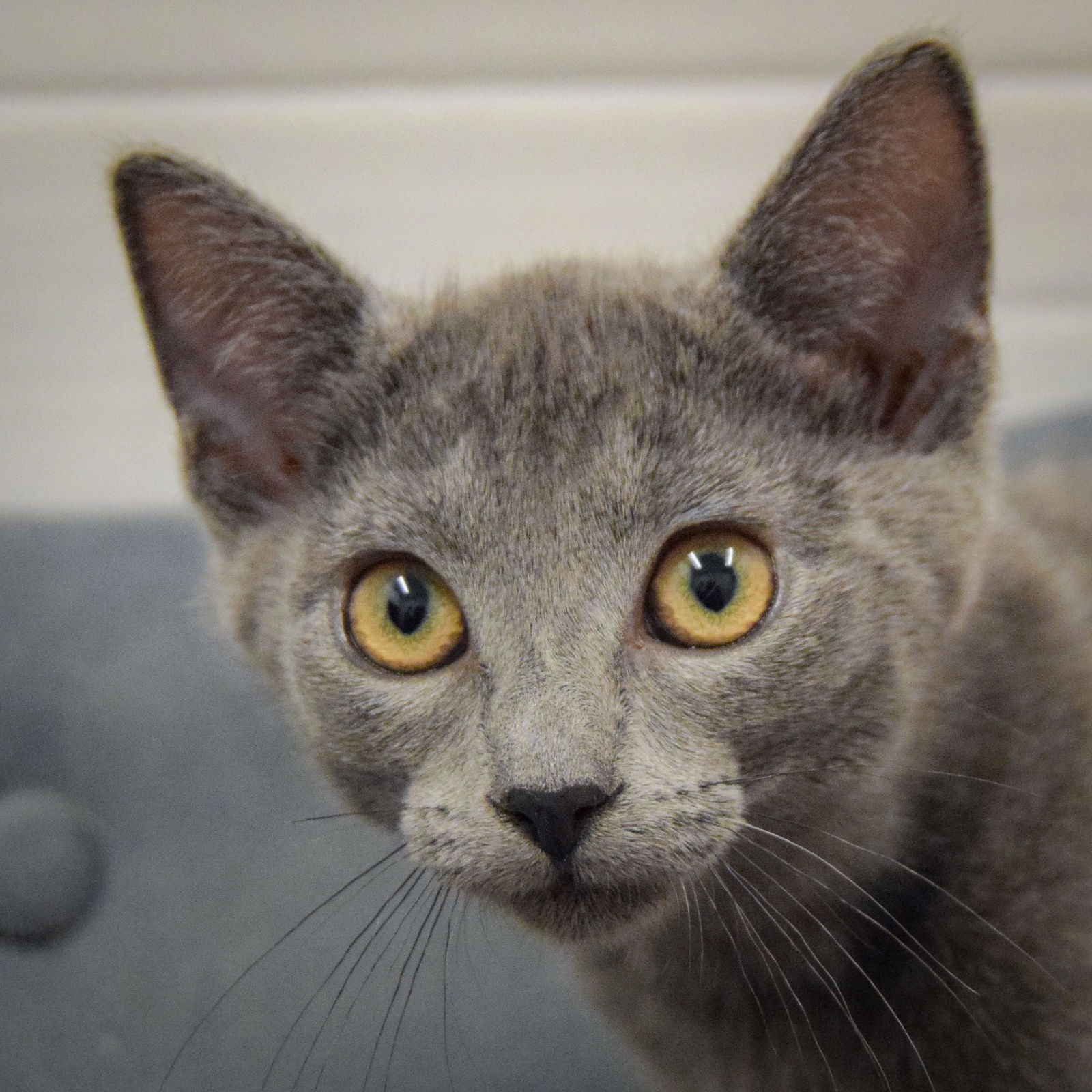adoptable Cat in Huntley, IL named Jackie