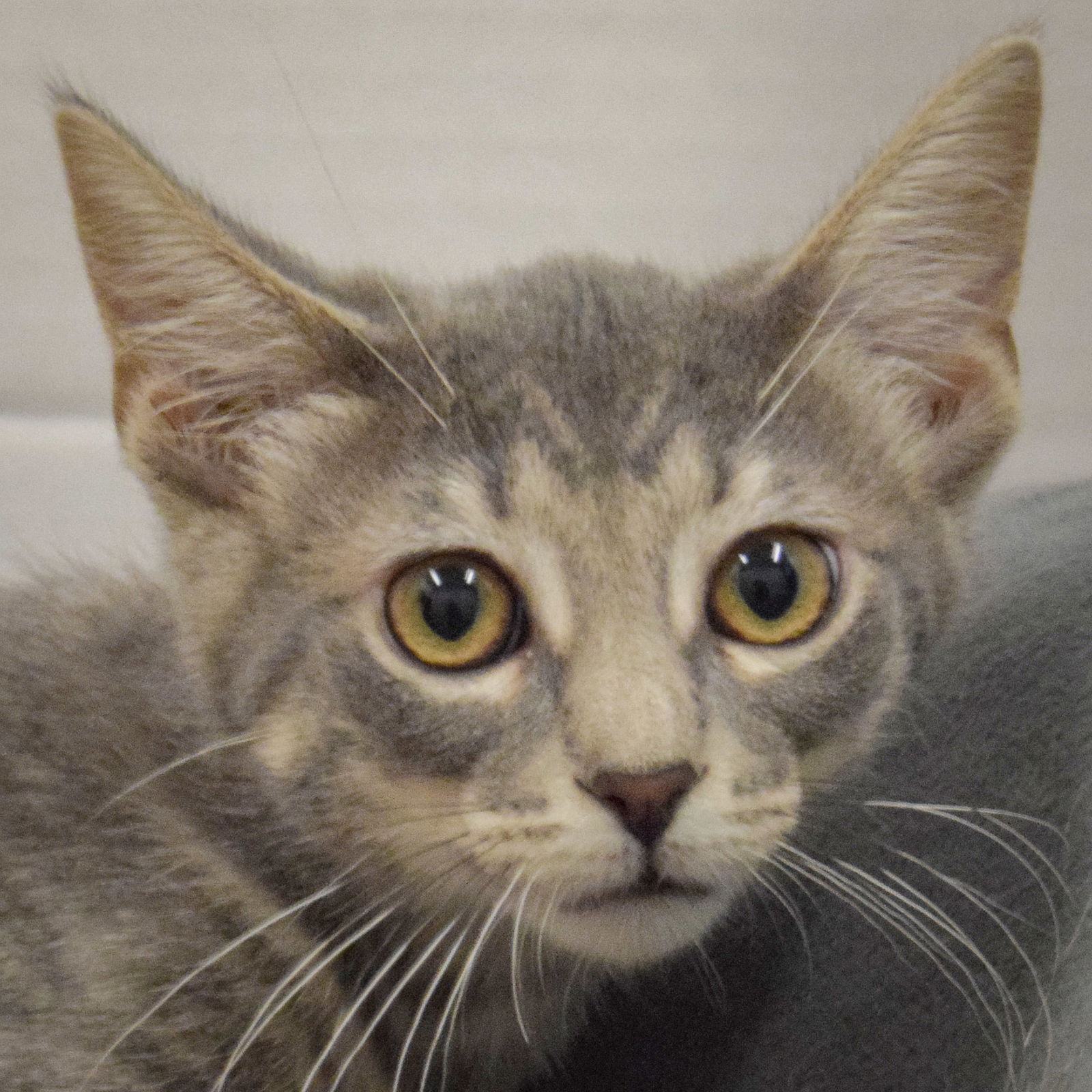 adoptable Cat in Huntley, IL named Kitty