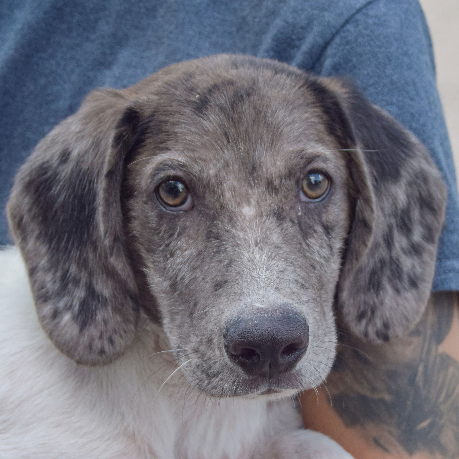 adoptable Dog in Huntley, IL named Pretty Boy