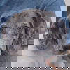 adoptable Dog in , IL named Pretty Boy