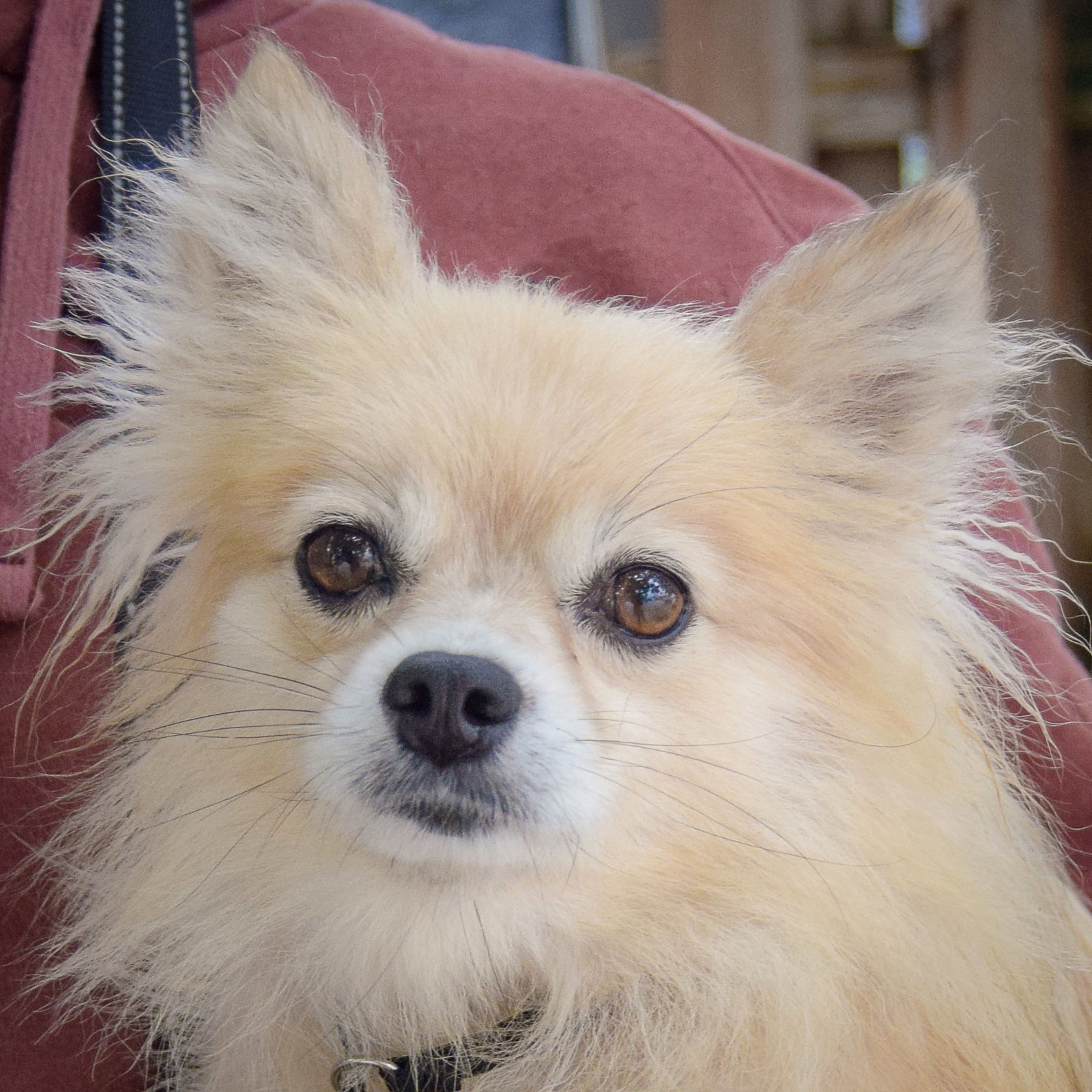 adoptable Dog in Huntley, IL named Angel