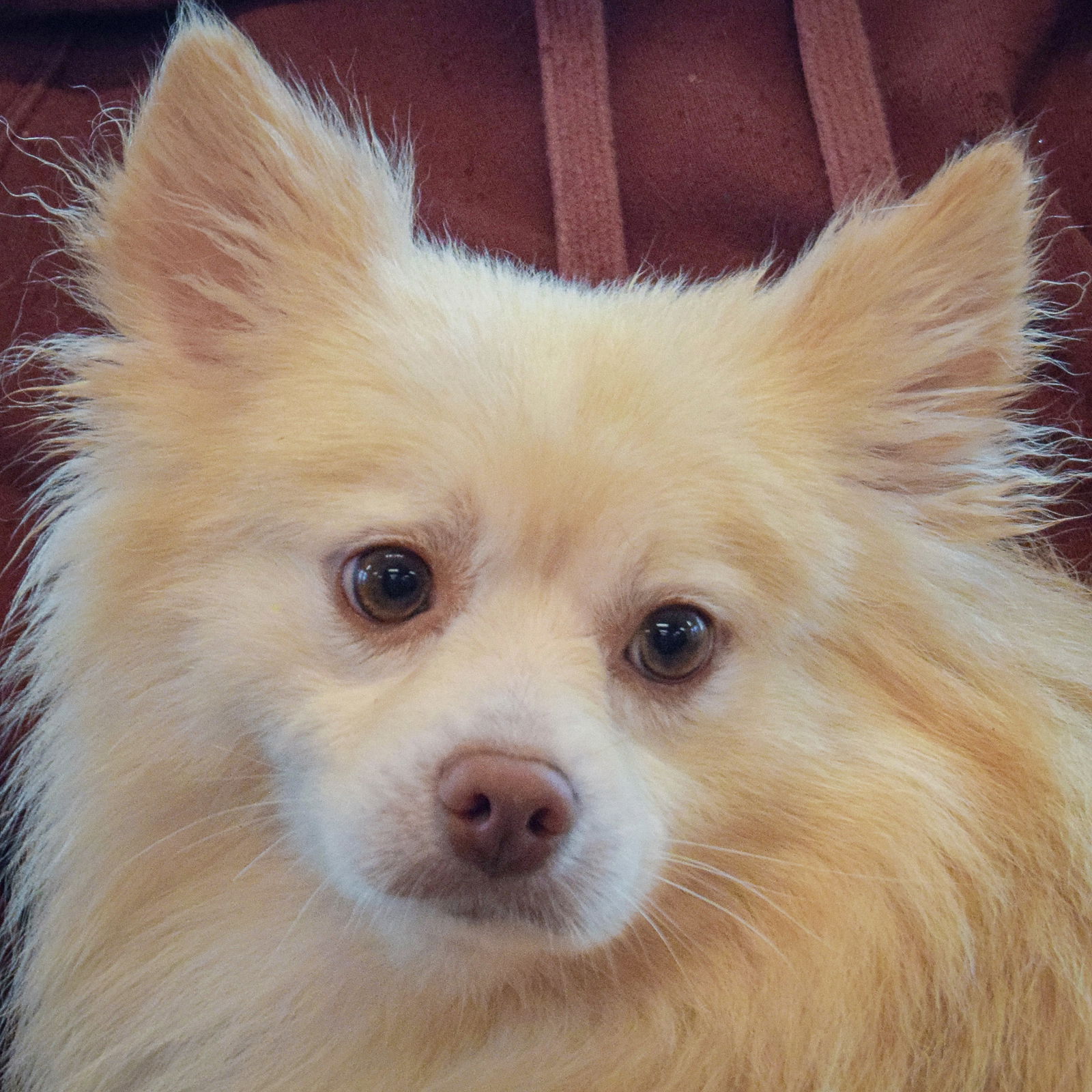 adoptable Dog in Huntley, IL named Snowball