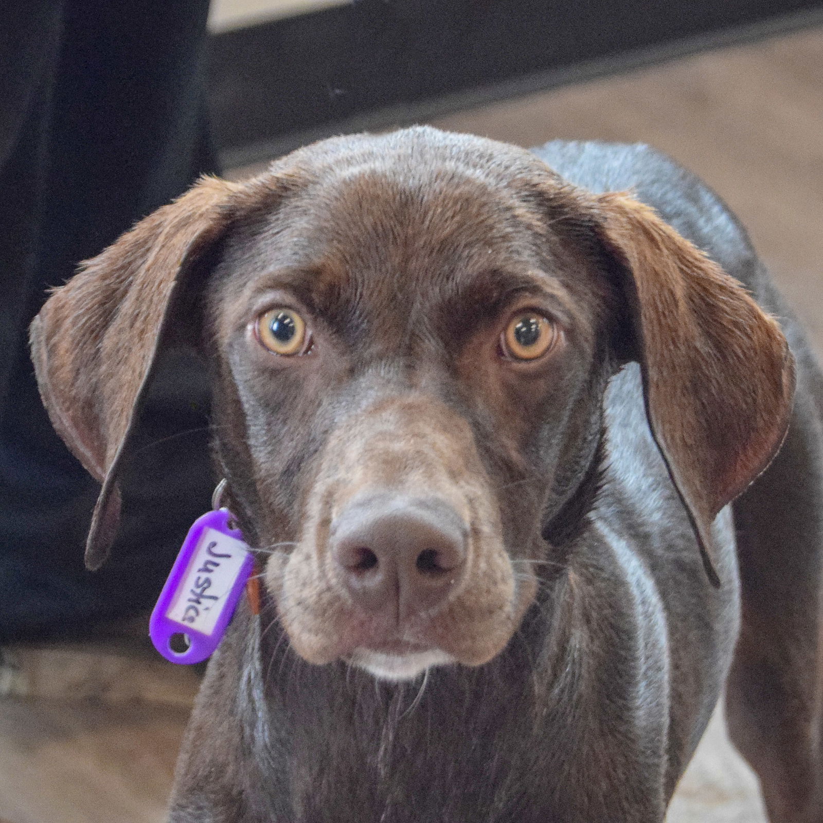 adoptable Dog in Huntley, IL named Olive