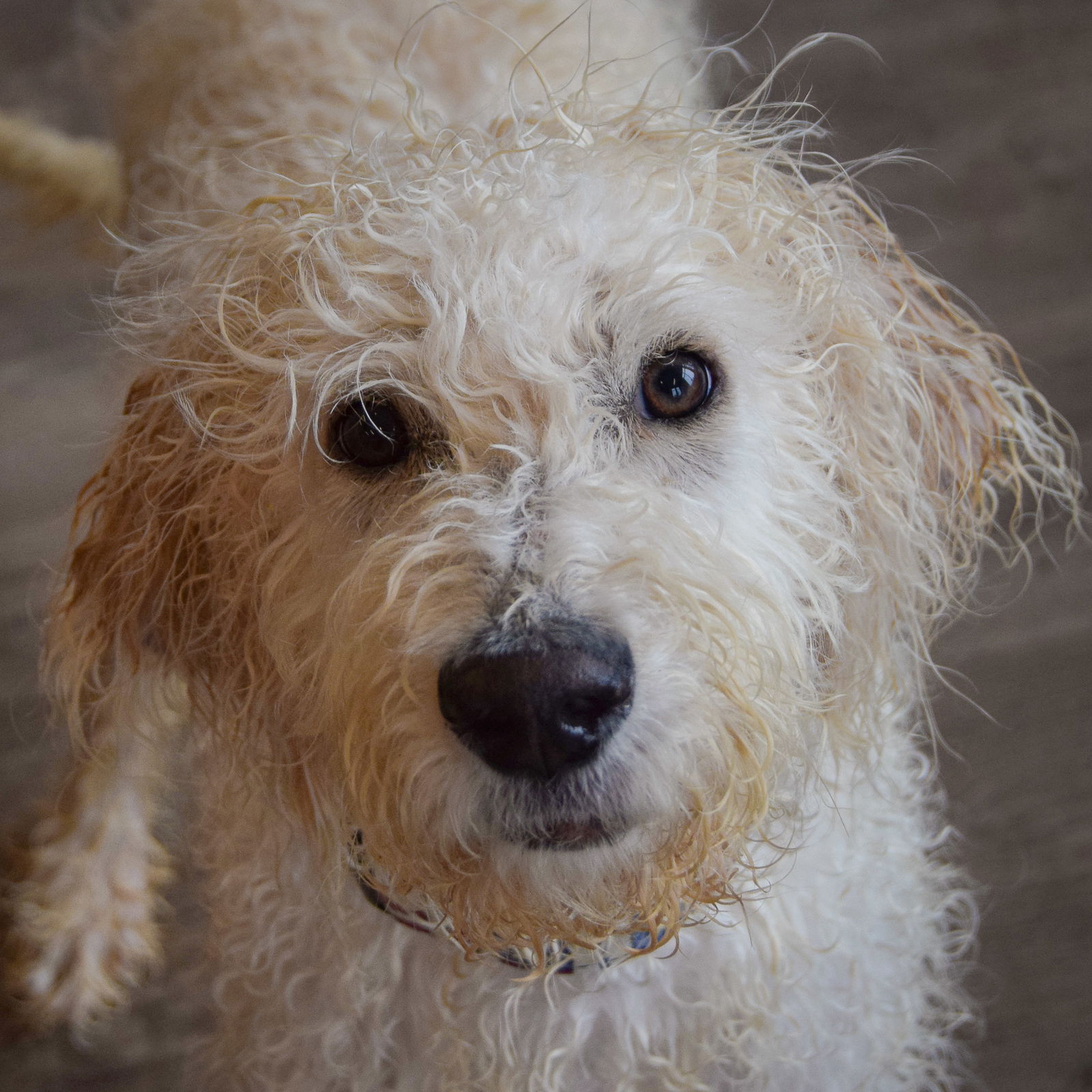 adoptable Dog in Huntley, IL named Justice