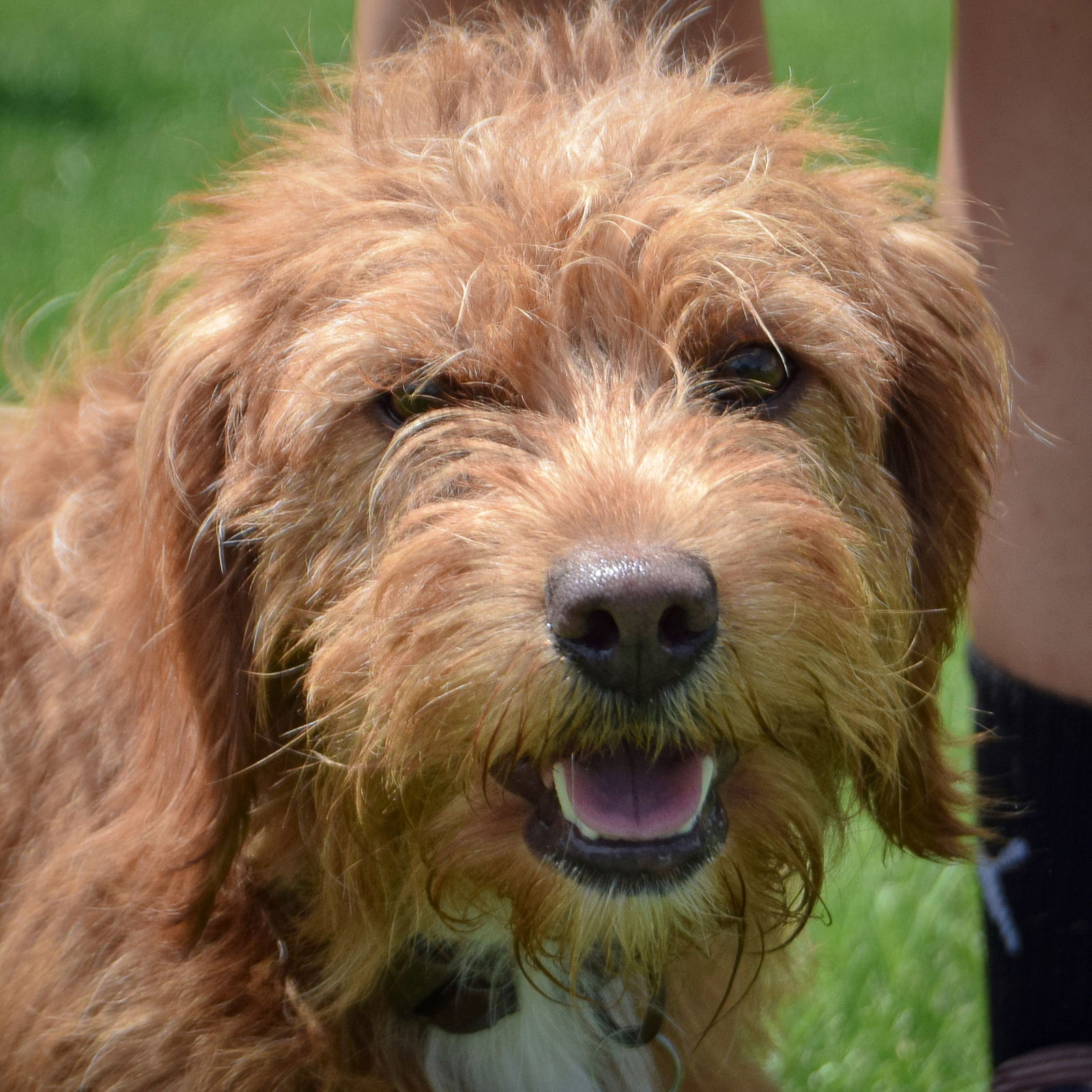 adoptable Dog in Huntley, IL named Winonna