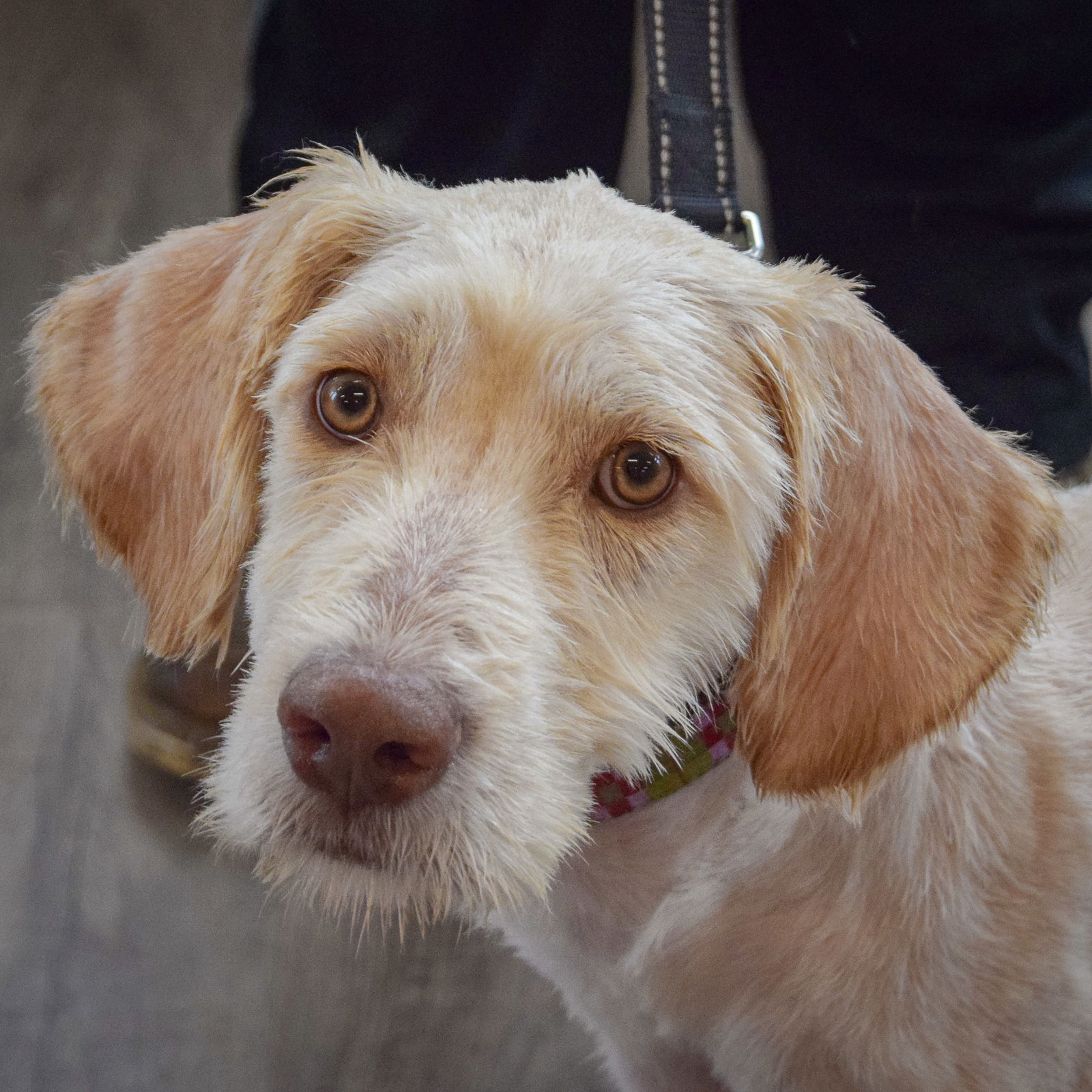 adoptable Dog in Huntley, IL named Daisy