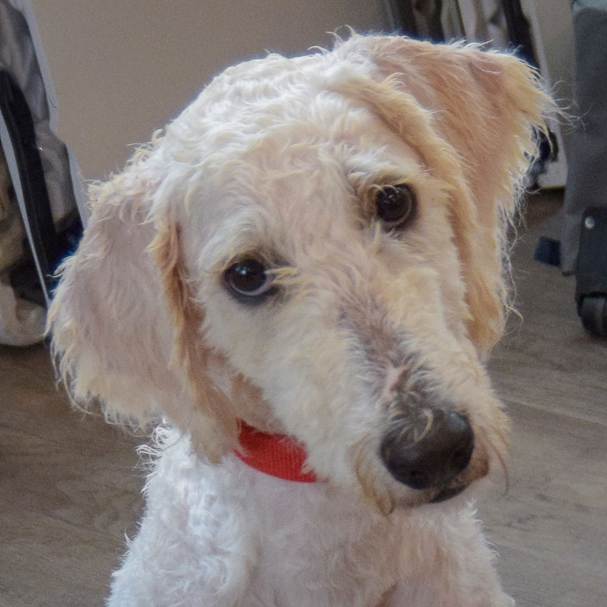 adoptable Dog in Huntley, IL named Duke