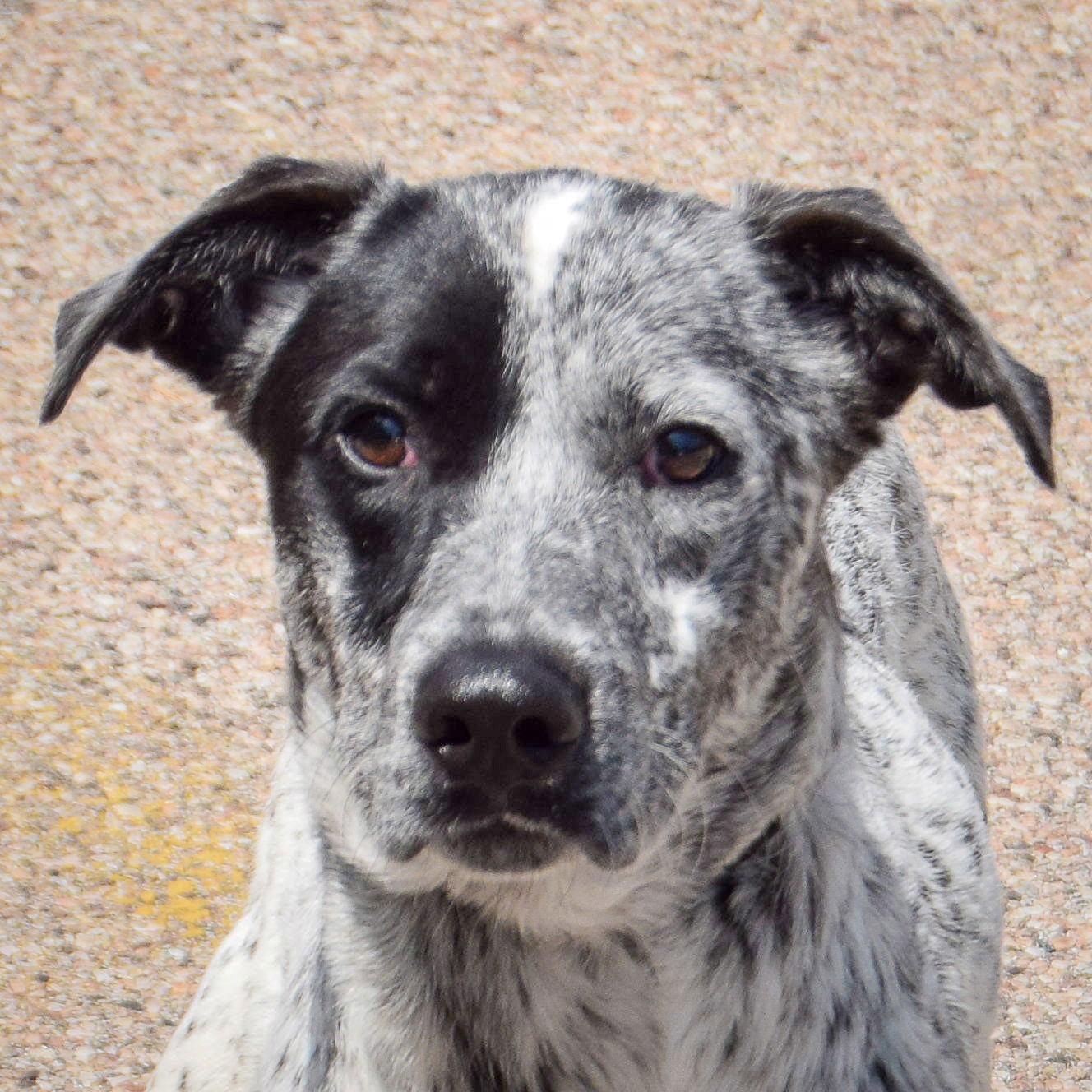 adoptable Dog in Huntley, IL named Boyette